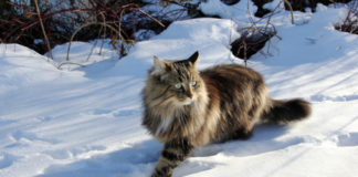 Il Gatto Norvegese delle Foreste 584 0 059 Gatto Norvegese delle Foreste